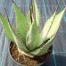 Agave americana (Agáva americká) - výška 20-30 cm, kont. C3L (-10°C) Agave americana (Agáva americká) - výška 20-30 cm, kont. C3L (-10°C)